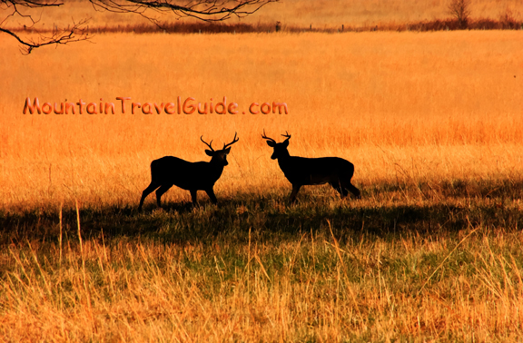 Cades Cove Deer