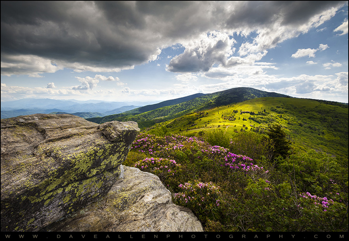 Roan Mountain Rhododendron Bloom